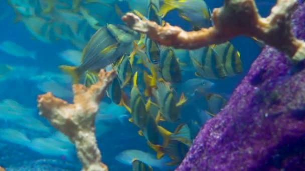 Grande Acquario Decorato Con Una Barriera Corallina Con Pesci Tropicali — Video Stock