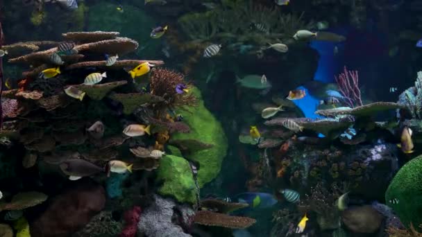 Великий Акваріум Прикрашений Кораловим Рифом Тропічними Рибами Черепахами Скачками Багато — стокове відео