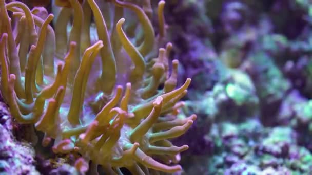 Pequeno Peixe Palhaço Premnas Biaculeatus Com Actinia Recife Coral — Vídeo de Stock