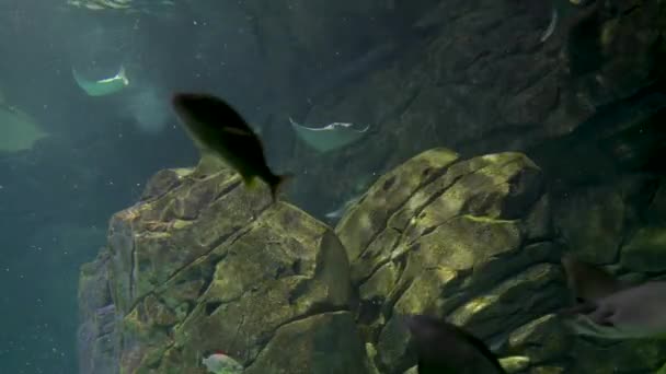 マンタとサメが岩の上を泳いでいます トップ表示 — ストック動画