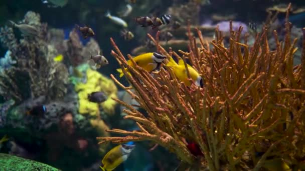 Tropikal Balıklar Kaplumbağalar Vatozlarla Dekore Edilmiş Büyük Bir Akvaryum Deniz — Stok video