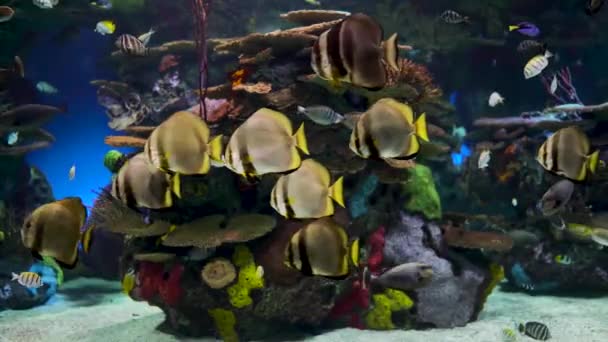 Μεγάλο Ενυδρείο Διακοσμημένο Κοραλλιογενή Ύφαλο Τροπικά Ψάρια Χελώνες Και Σαλάχια — Αρχείο Βίντεο