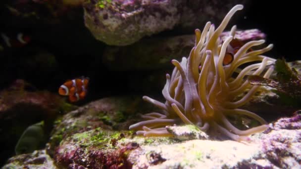 Pequeno Peixe Palhaço Premnas Biaculeatus Com Actinia Recife Coral — Vídeo de Stock