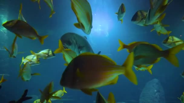 熱帯魚 エイなどのサンゴ礁で飾られた大きな水族館 海底の救済の下で多くの風景 — ストック動画