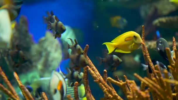 Stort Akvarium Dekoreret Med Koralrev Med Tropiske Fisk Skildpadder Rokker – Stock-video
