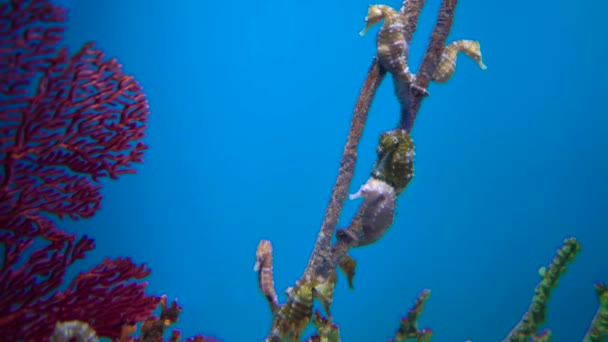 Gran Acuario Decorado Con Arrecife Coral Con Peces Tropicales Tortugas — Vídeos de Stock