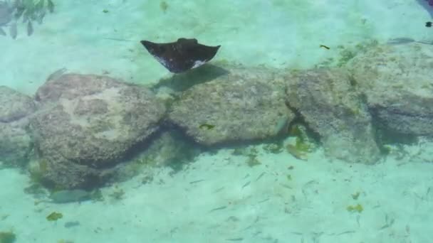 一条曼塔鱼和几条鲨鱼在岩石上游动 顶部视图 — 图库视频影像