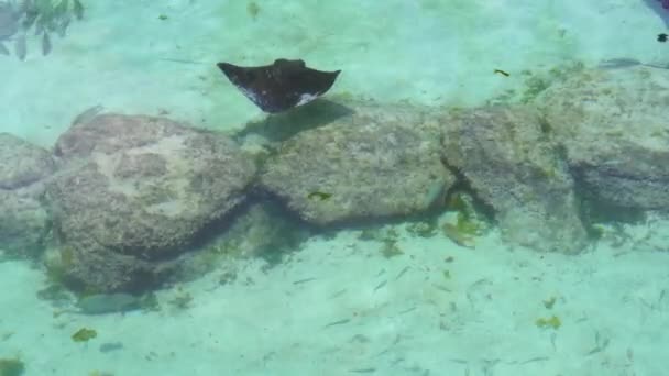 Una Manta Rayas Algunos Tiburones Nadan Sobre Las Rocas Vista — Vídeos de Stock