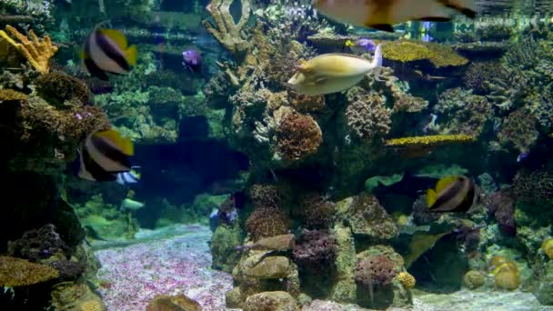 Gran Acuario Decorado Con Arrecife Coral Con Peces Tropicales Tortugas — Vídeos de Stock