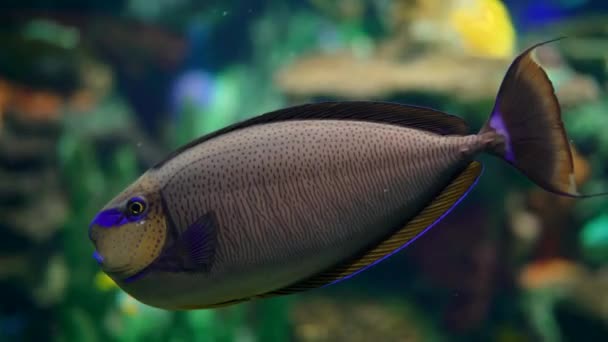 Tropik Balıklar Yakın Çekim Yapar Kafasında Kuyruğunda Mavi Çizgiler Olan — Stok video
