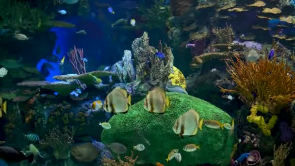 Groot Aquarium Versierd Met Een Koraalrif Met Tropische Vissen Schildpadden — Stockvideo