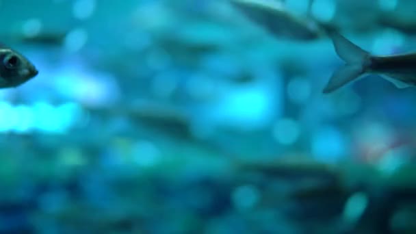 Velké Akvárium Zdobené Korálovým Útesem Tropickými Rybami Želvami Rejnoky Mnoho — Stock video