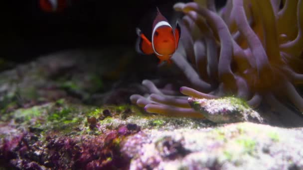 Pequeno Peixe Balão Corais Fechar — Vídeo de Stock