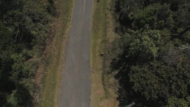 Disparo Revelador Una Carretera Medio Una Selva — Vídeo de stock