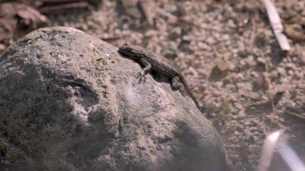 Kaliforniya Çölünde Bir Kayanın Üzerinde Yatan Güzel Kertenkele Portresi — Stok video