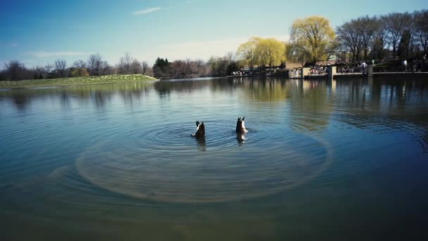 夕方にシカゴ植物園の湖に浮かぶ2羽のガチョウ — ストック動画