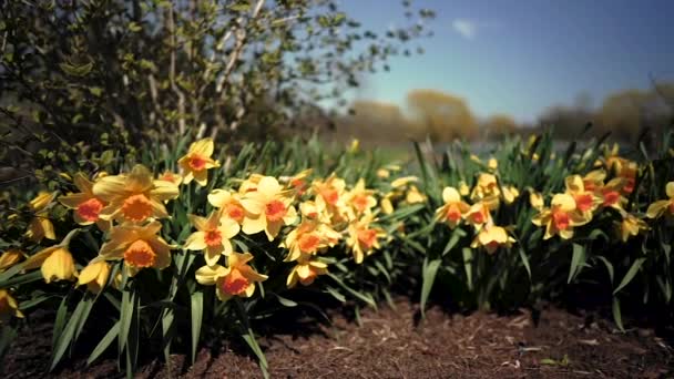 Hämmästyttävä Keltainen Daffodils Kukka Kenttä Aamulla Auringonvalossa — kuvapankkivideo