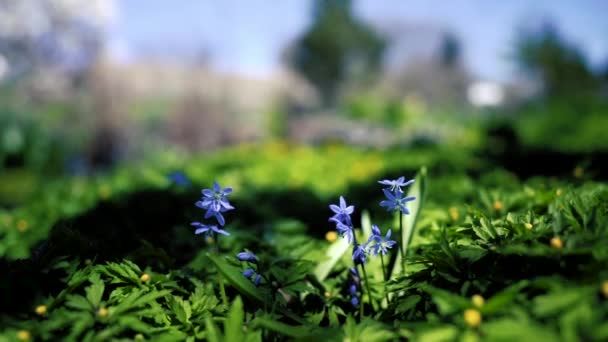 Lindas Flores Primavera Azul Com Fundo Verde Câmera Lenta — Vídeo de Stock