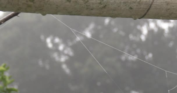 Beautiful Suspended Spiderweb Early Morning Slow Pan Left Right Close — Stock Video