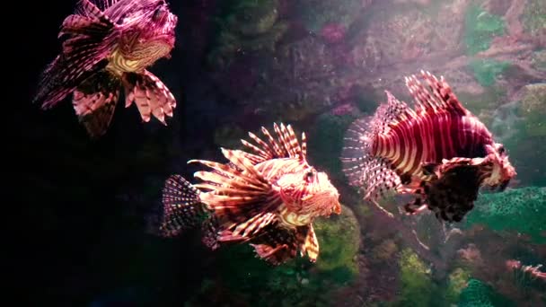 Lejonfisk Exotiska Tropiska Fiskar Underbar Och Vacker Undervattensvärld Med Koraller — Stockvideo