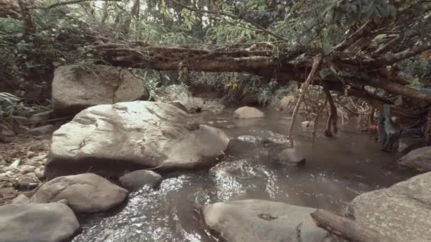 River Water Flowing Fallen Tree — Stock Video