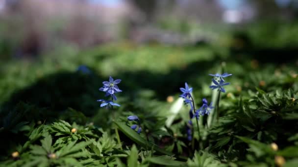 Frühling Blaue Blumen Zeitlupe — Stockvideo