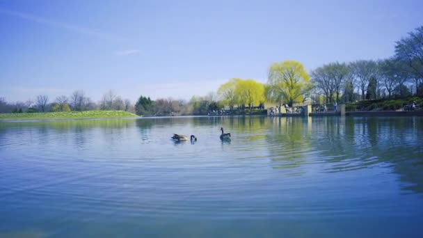 Два Гуся Плавают Озере Чикагского Ботанического Сада — стоковое видео