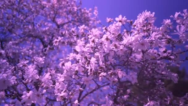 Una Rama Floreciente Árbol Púrpura Primavera Con Viento Ligero — Vídeo de stock