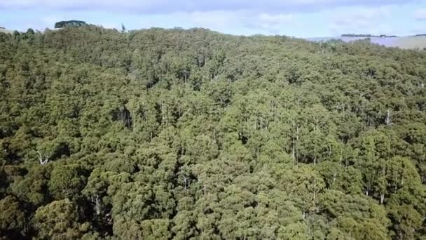 Imágenes Drones Sobre Bosque Eucaliptos Cerca Noojee Victoria Central Australia — Vídeos de Stock