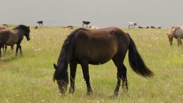 Junger Hengst Winkt Mit Schwanz Beim Grasfressen Auf Seewiese — Stockvideo