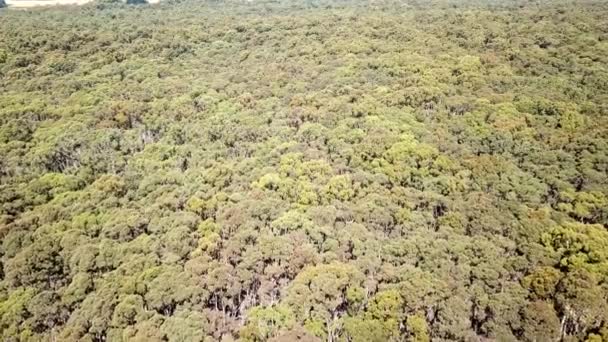 Drone Footage Eucalypt Forest Trentham Central Victoria Australia January 2019 — Stock Video