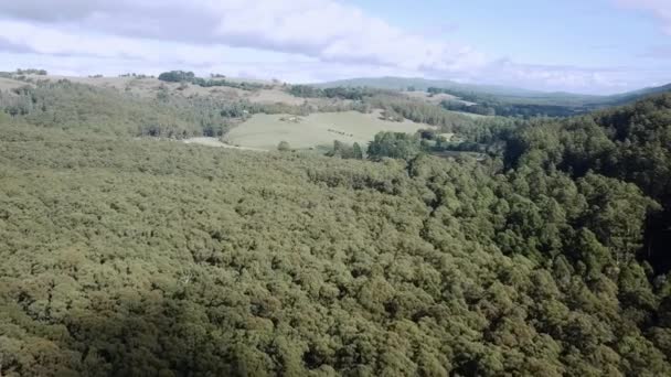 Εναέρια Πλάνα Πάνω Από Δάσος Ευκαλύπτων Και Γεωργική Κοντά Στο — Αρχείο Βίντεο