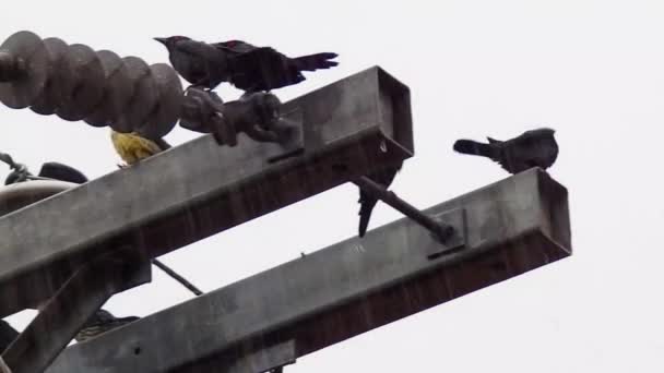 Медленное Движение Группа Красноглазых Птиц Наслаждающихся Дождём Крыше Служебного Столба — стоковое видео