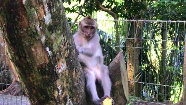 Dítě Opice Jíst Sladké Brambory Sedí Stromě Opičím Lese Ubud — Stock video