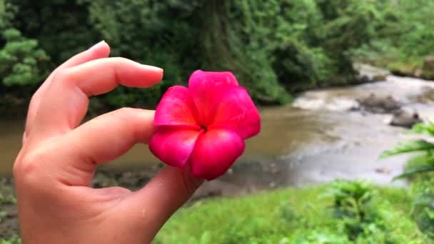 Twirling Pink Red Plumeria Frangipani Flower Exotic Tropical Flowering Tree — Stock Video