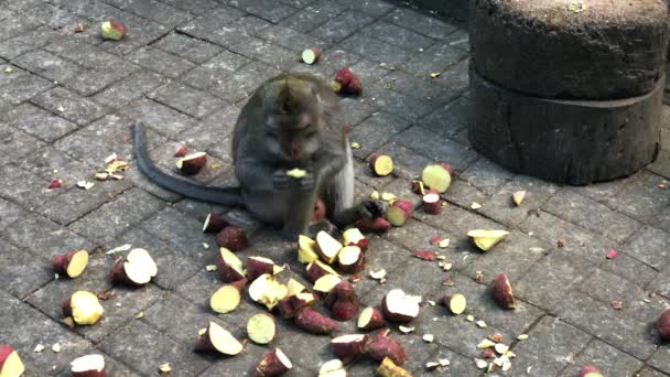 インドネシアのバリ ウブドのモンキーフォレストの床にサツマイモを食べる猿 — ストック動画