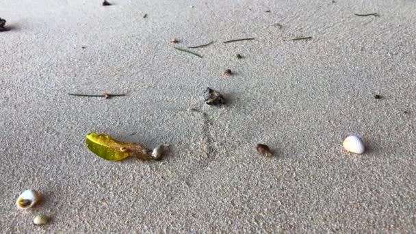 Pequenos Caranguejos Eremita Conchas Correndo Redor Praia Green Bowl Uluwatu — Vídeo de Stock