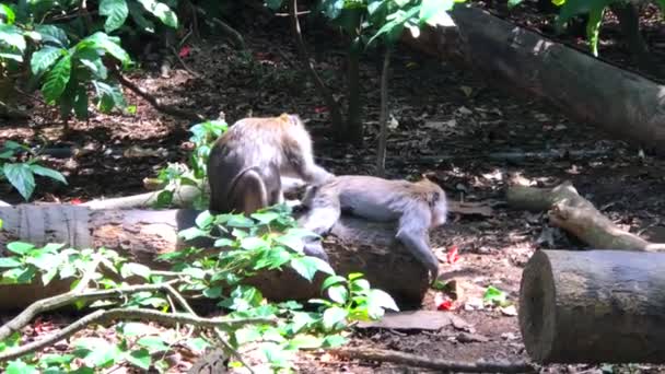 Cueillette Poux Insectes Chez Autre Singe Dans Forêt Singes Ubud — Video