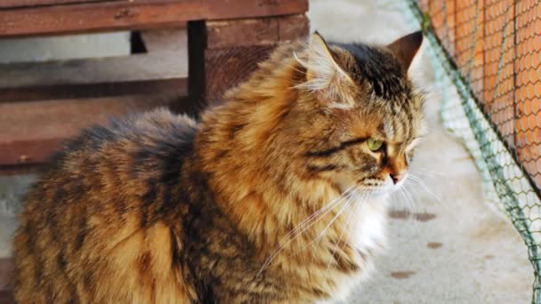 Gato Siberiano Con Ojos Verdes — Vídeos de Stock