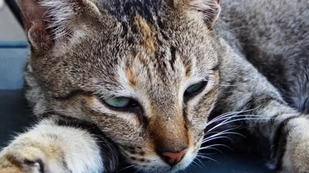 Droiwsy Stray Cat Takes Break Foraging — Stock Video