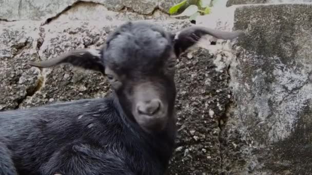 Junge Kinder Liegen Wegesrand Eine Pause Von Der Futtersuche Machen — Stockvideo