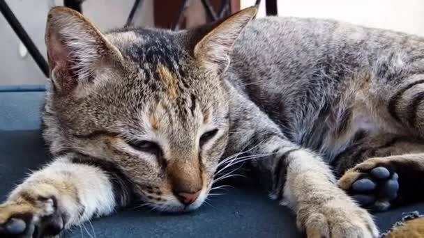Μια Κουρασμένη Αδέσποτη Γάτα Παίρνει Έναν Υπνάκο Για Επαναφορτίσει Την — Αρχείο Βίντεο