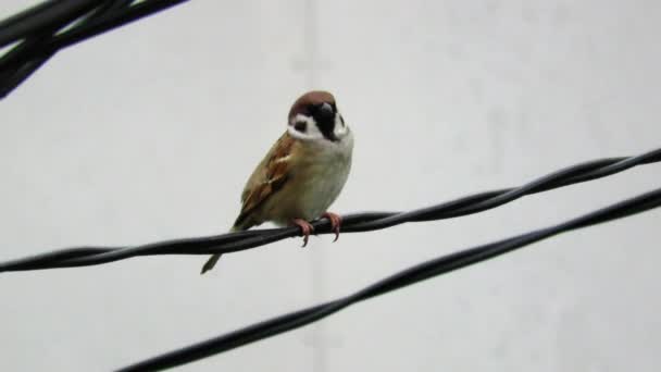 Burung Pipit Pohon Duduk Atas Kabel Saat Pergi Tentang Rutinitas — Stok Video