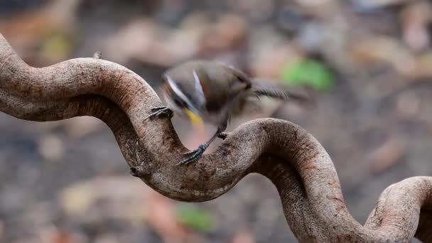 눈썹을 Scimitar Babbler 새입니다 이름이 Scimitar 부리를 가지고 때문이죠 — 비디오