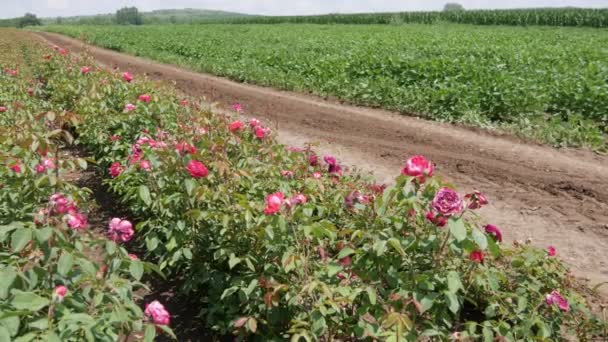 玫瑰的养殖场 育种玫瑰 — 图库视频影像