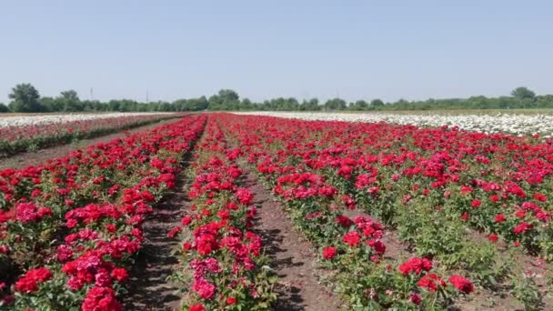 Fazenda Reprodução Rosas Rosas Reprodutoras — Vídeo de Stock