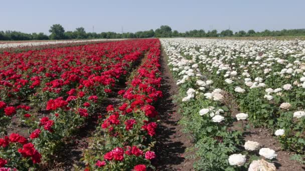 Fazenda Reprodução Rosas Rosas Reprodutoras — Vídeo de Stock