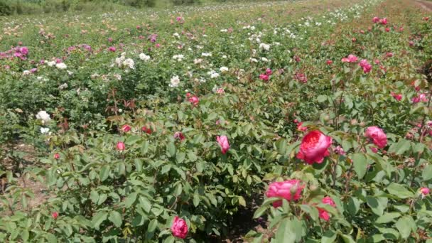 Fazenda Reprodução Rosas Rosas Reprodutoras — Vídeo de Stock