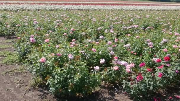 Fazenda Reprodução Rosas Rosas Reprodutoras — Vídeo de Stock