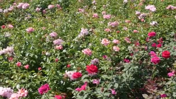 Fazenda Reprodução Rosas Rosas Reprodutoras — Vídeo de Stock